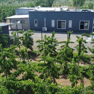 SE VENDE PARCELA CON 2 CASAS Y PLANTACIÓN DE CEREZOS CAMINO A COMALLE, COMUNA DE TENO.